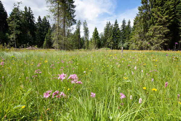 NA Wiese Flachmoor Lespontins Jryser Kopie