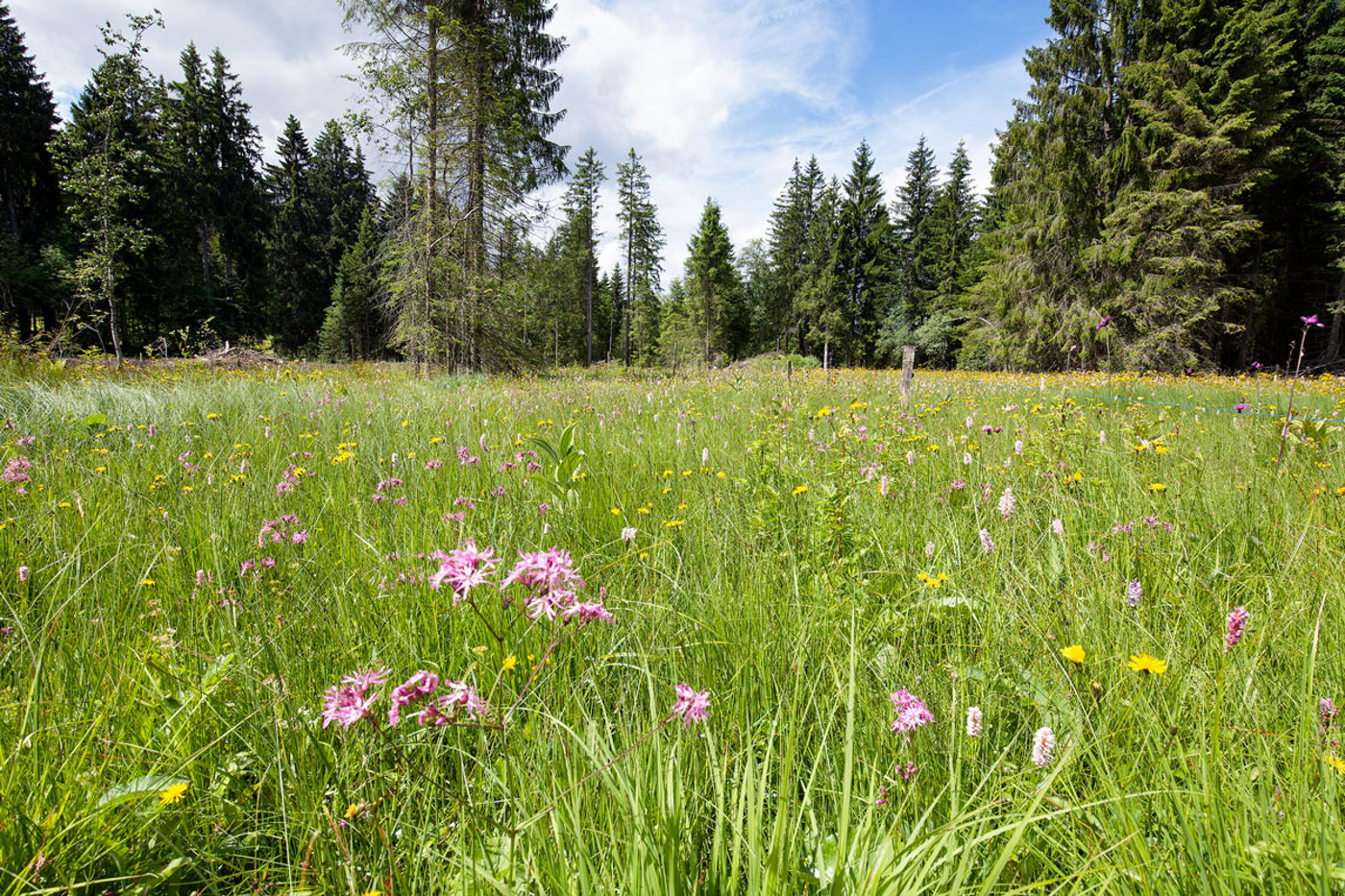 Flachmoor Les Pontins (BE). © Jan Ryser