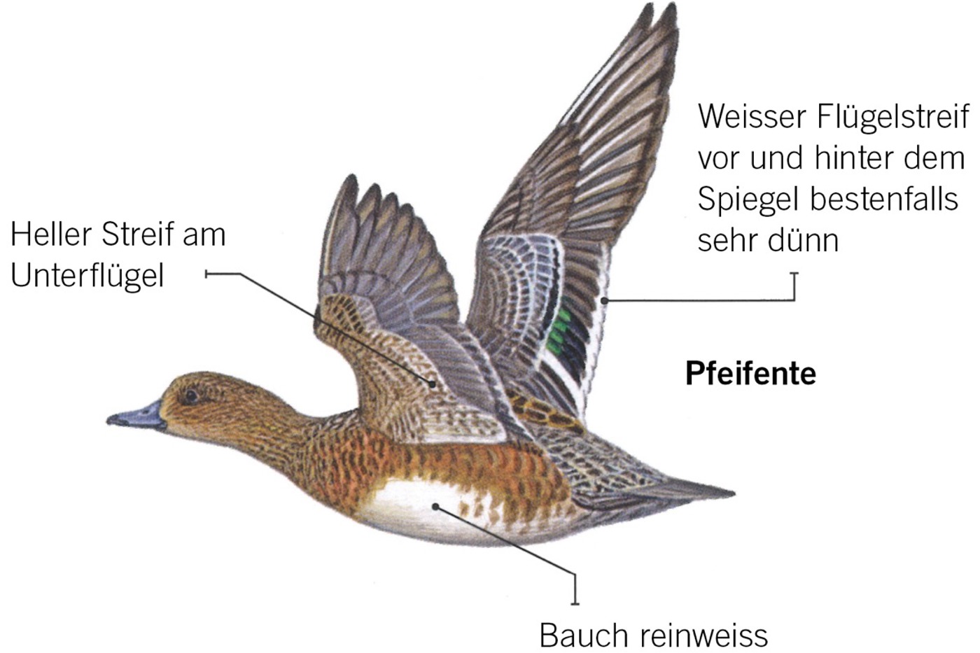Merkmale der Pfeifente. © François Desbordes