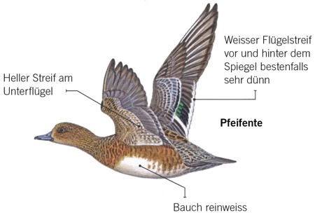 Weibliche Gründelenten