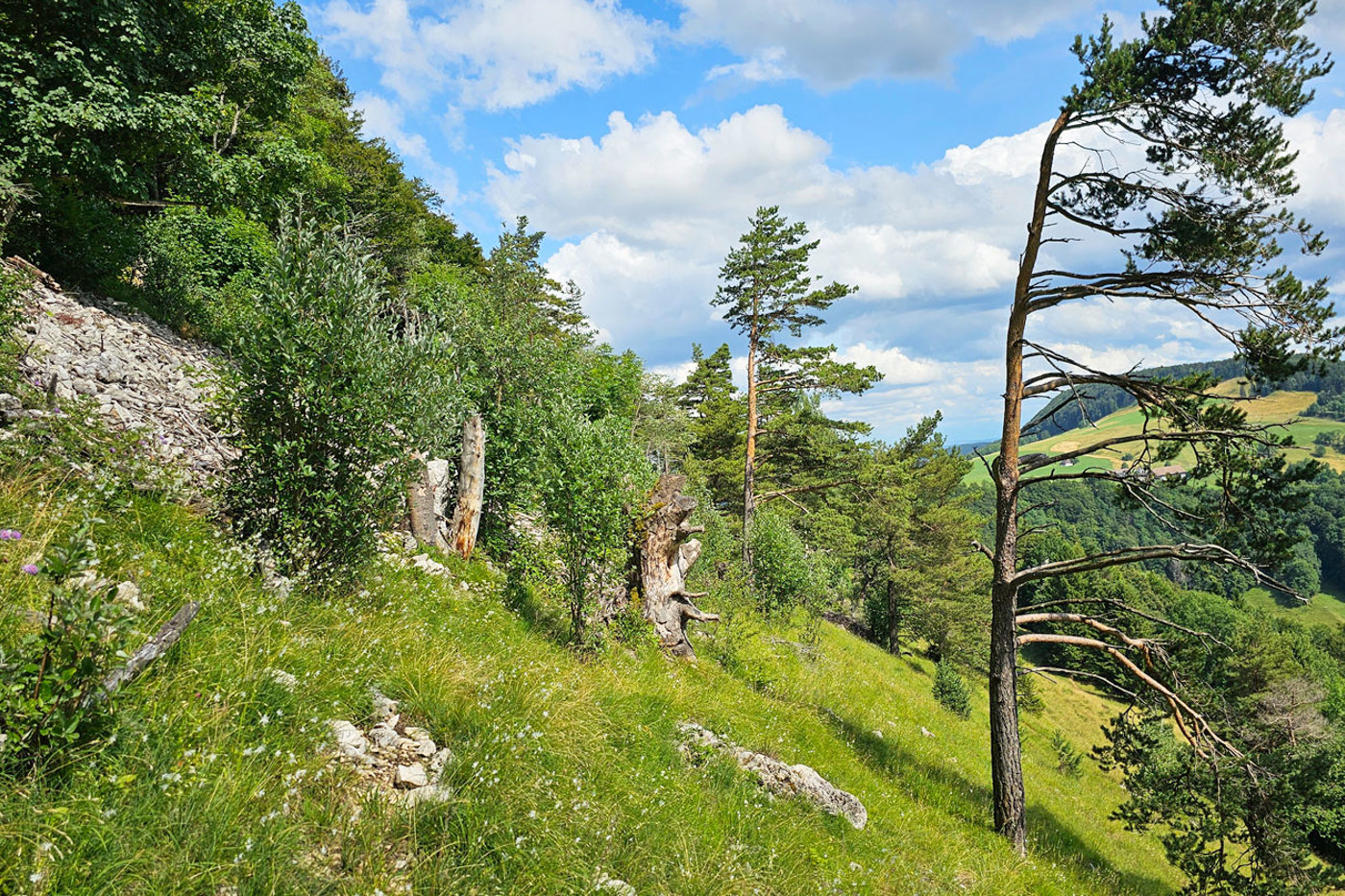 Gestufte Waldränder sind ein idealer Lebensraum für Bergkronwicken-Widderchen, aber auch weitere Zielarten wie die Heidelerche. © Lukas Merkelbach