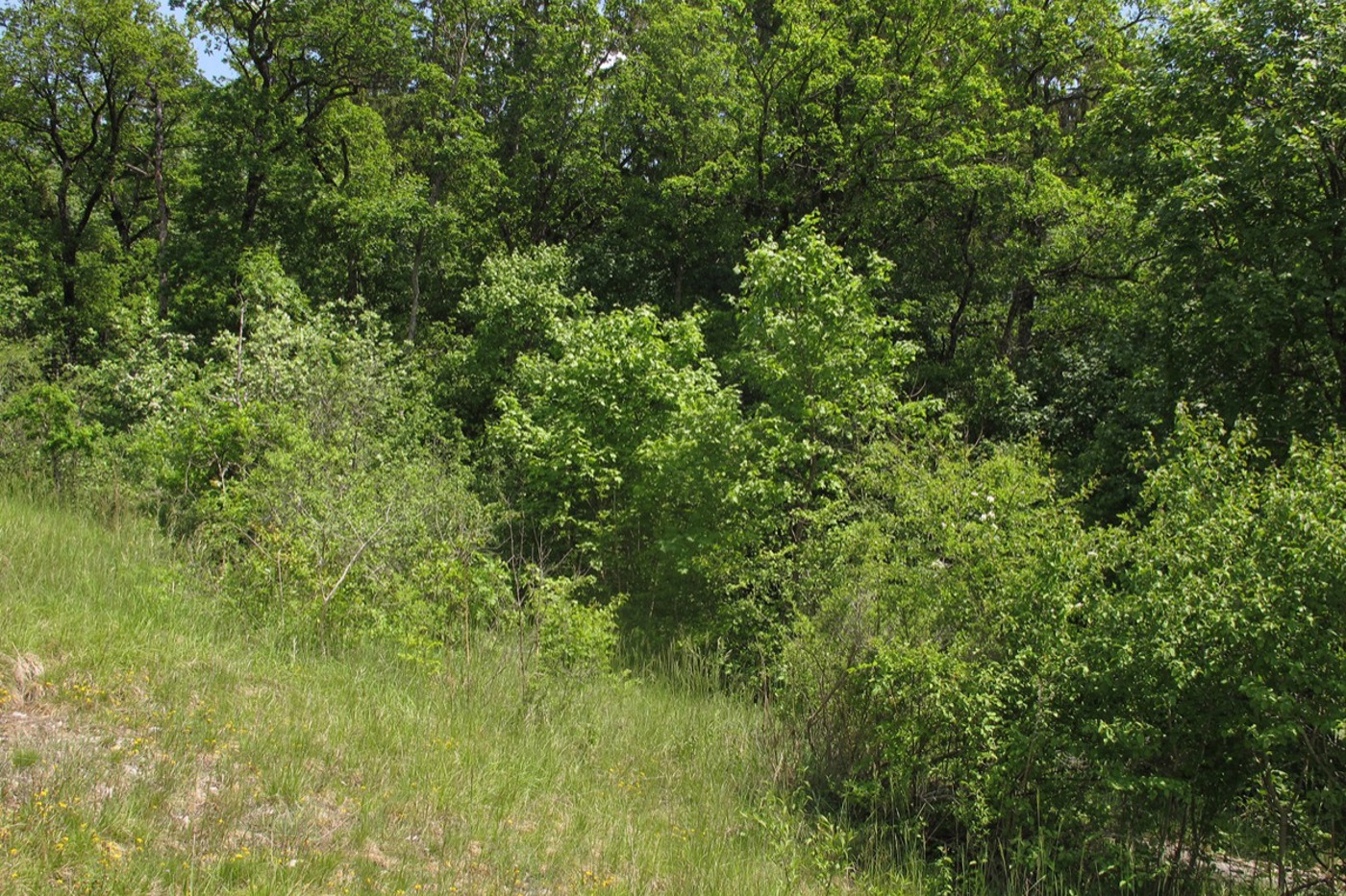Ein wertvoller Waldrand ist an den vorkommenden Pflanzen- und Tierarten zu erkennen. © Stefan Eggenberg