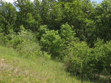 Bausteine für die Ökologische Infrastruktur