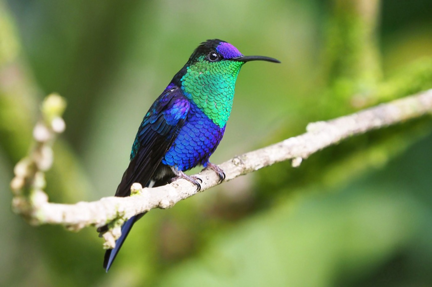 Das Gefieder dieses Kolibris, einer Violettkronennymphe, schillert im Sonnenlicht in verschiedensten Farben. © Ueli Weber