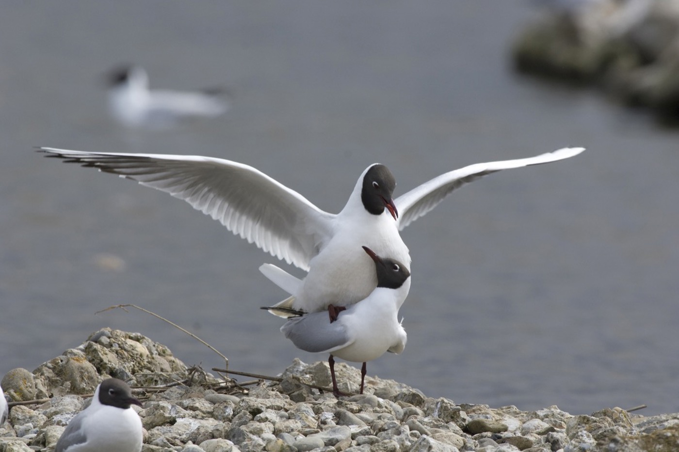 183 Lachmöwenpaare brüteten 2022 im Neeracherried, 104 Jungvögel wurden flügge. © Michael Gerber (alle)