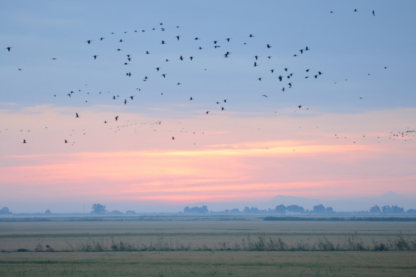 Abends ziehen tausende Flamingos, Löffler, Sichler und Reiher über die Sumpflandschaft zu ihren Schlafplätzen. © Francisco Jamardo Sánchez