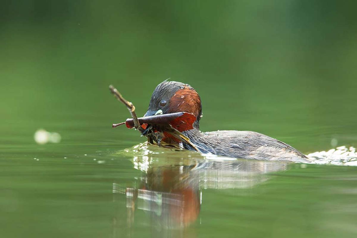 Zwergtaucher Flurin Leugger69