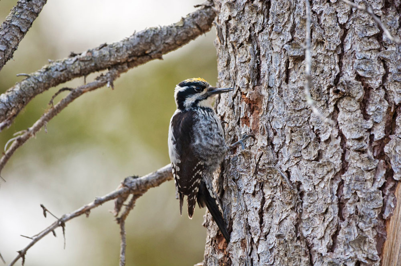 Totholz Dreizehenspecht MG