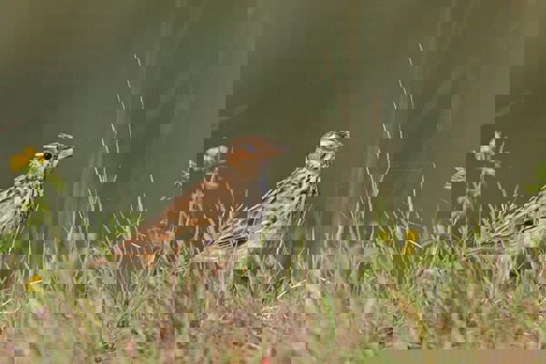 HE Heidelerche MK4 24151