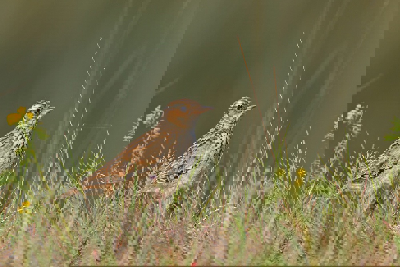 Wer mit wunderbarem Gesang betört, braucht kein extravagantes Aussehen. Der Heidelerche ist bei ihrer Gefiederfärbung die Tarnung wichtiger. © Mathias Schäf