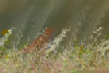 Rarer Meistersänger