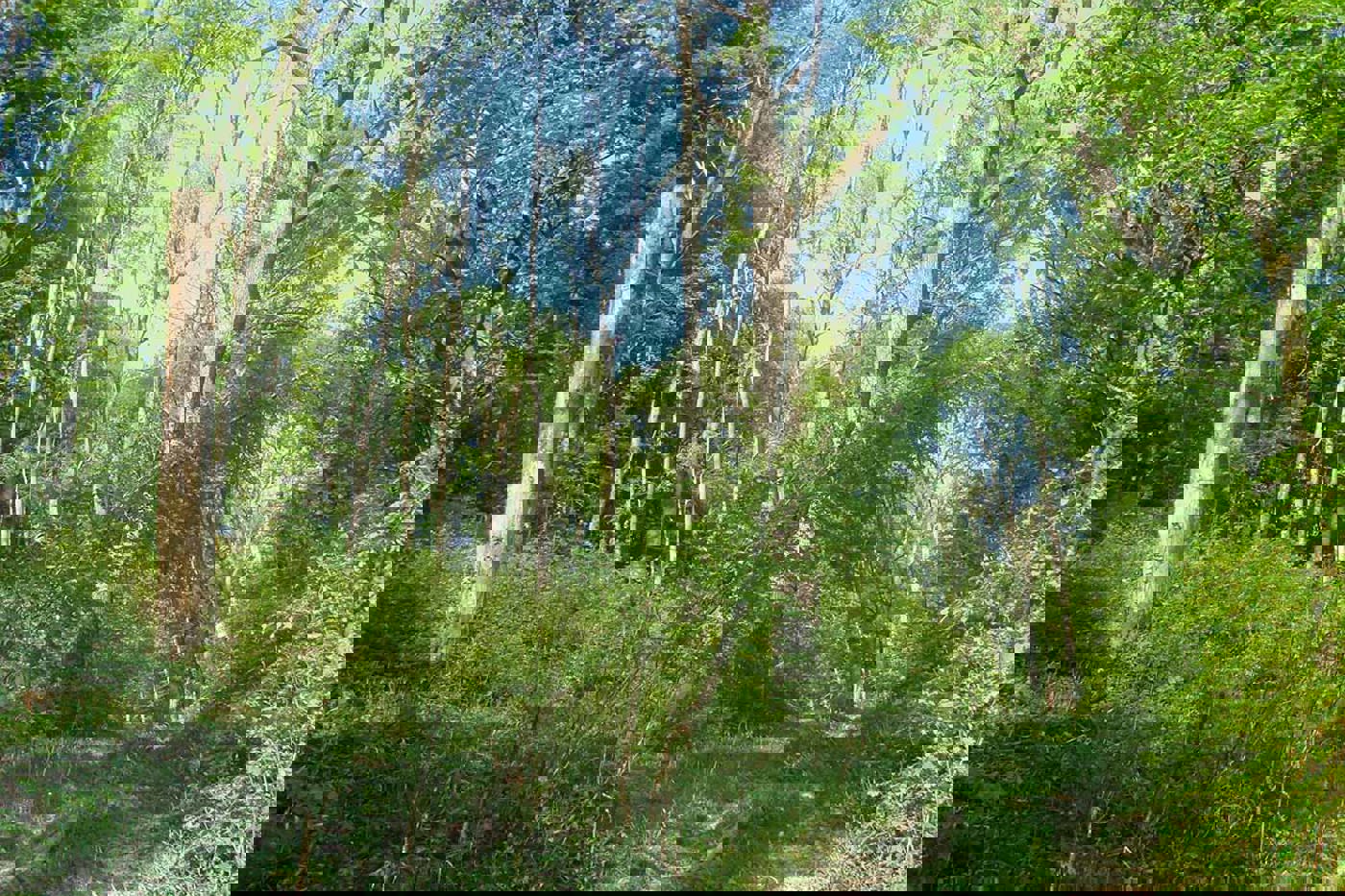 Schweizer Wälder weisen weniger Monokulturen und gleichaltrige Bestände auf als Wälder im nahen Ausland. Dies ist dem jahrzehntelangen naturnahen Waldbau zu verdanken. © SVS