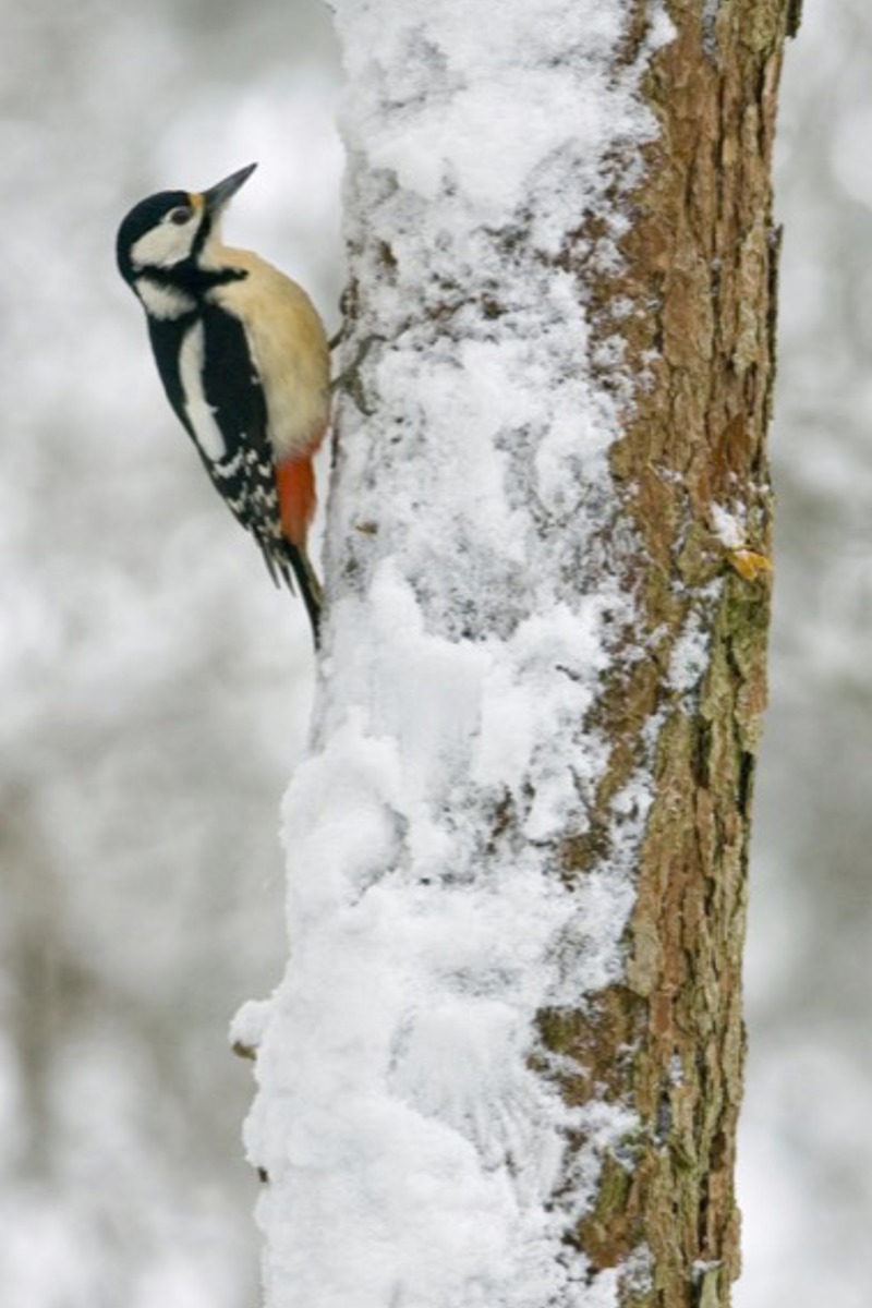 BU Winterwald RSPB