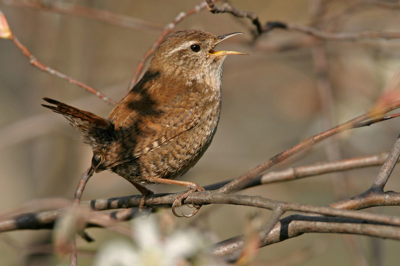 Kleiner Wicht mit grosser Stimme: Der Gesang des Zaunkönigs ist bis zu 500 Meter weit hörbar. © Mathias Schäf