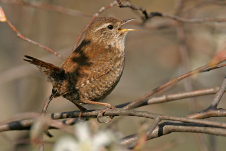 König des Unterholzes