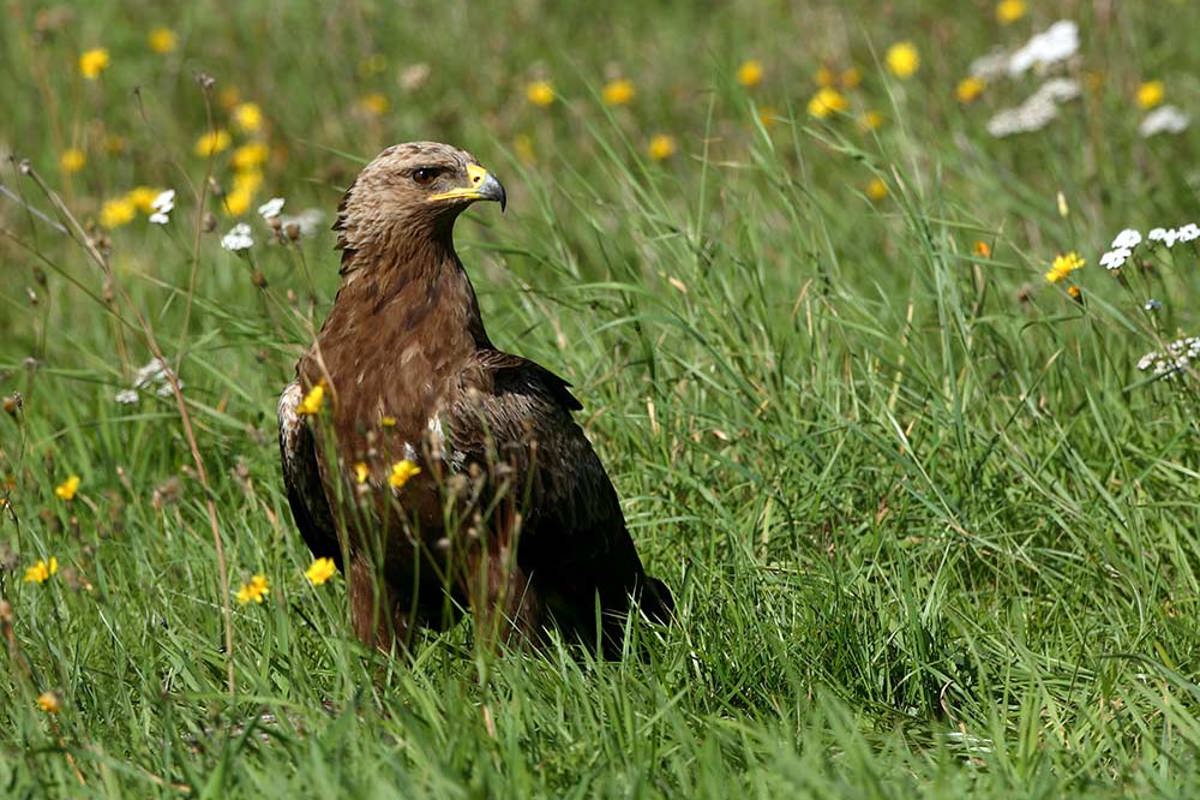 Schreiadler, Deutschland, 200609, 04, HG