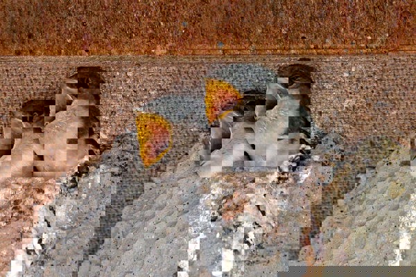 Mehlschwalben R Aeschlimann