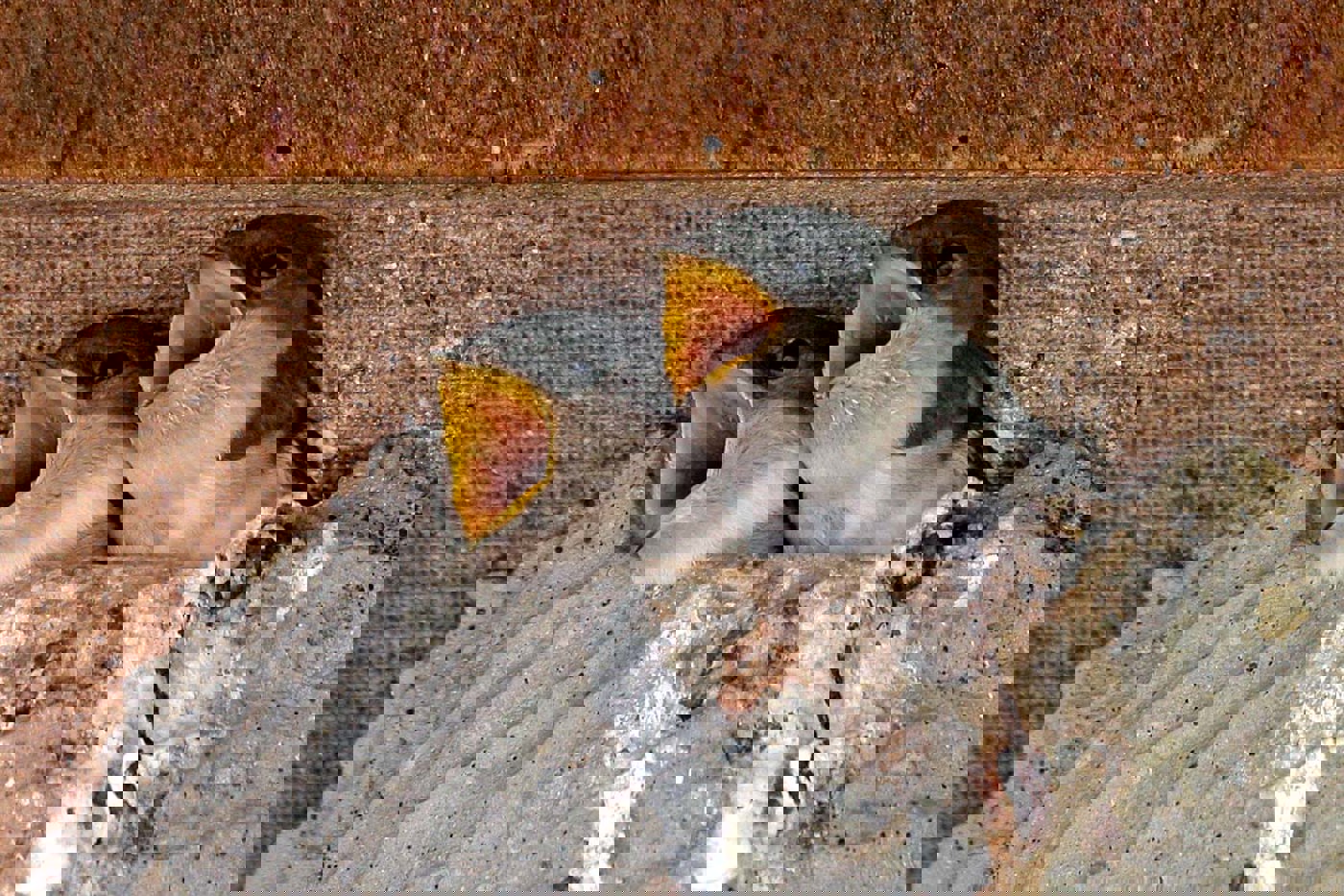 Was benötigen Mehlschwalben während der Brutzeit? Eine Studie des SVS ging dieser Frage nach. © Ruedi Aeschlimann