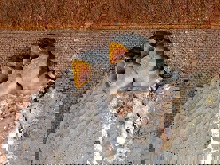 Starthilfe für neue  Schwalben-WGs