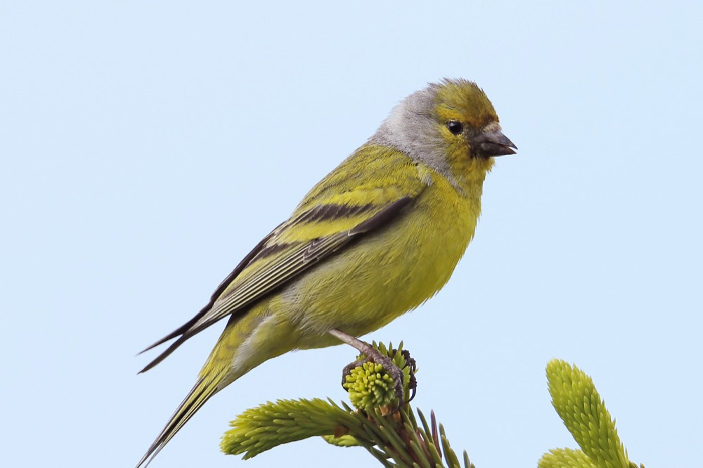Zur Brutzeit sitzen die Männchen gerne auf den Baumspitzen und singen. © Ruedi Aeschlimann
