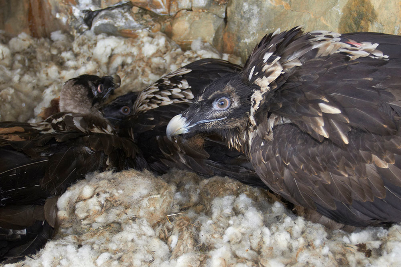 Bartgeier Drei Junge Staehli