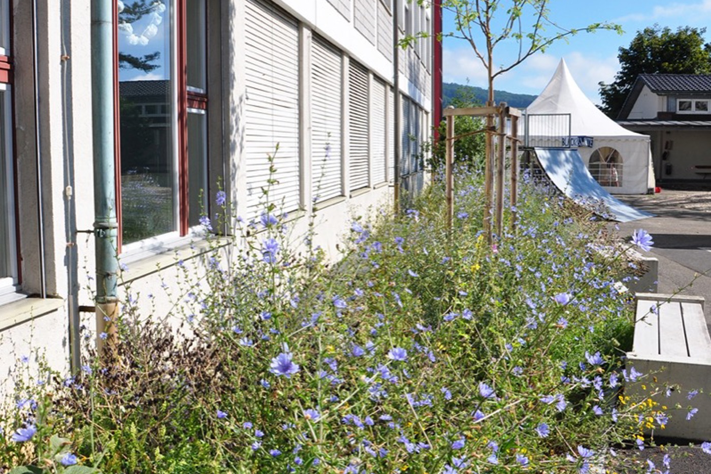 Der neue Blühstreifen bei der Sekundarschule Gelterkinden BL lockt Insekten an und erfreut Lehrpersonen, Schülerinnen wie auch Anwohner. © Petra  Zajec
