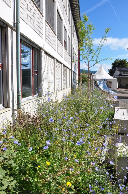 Neue Oasen der Vielfalt