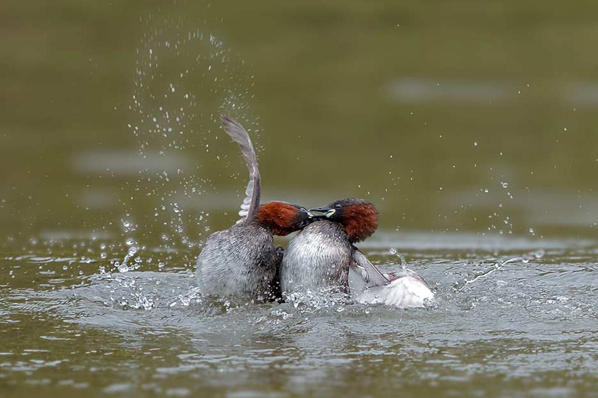 Zwergtaucher Revierkampf Jungbluth P4060082