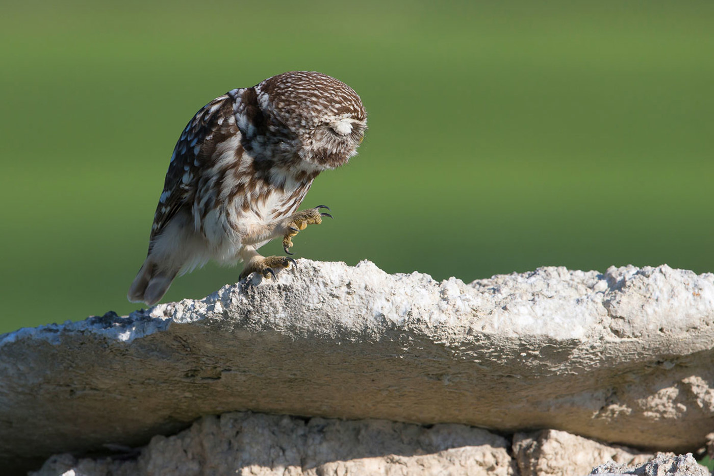 Der Steinkauz im Tessin macht erfreuliche Fortschritte: 2013 brütete erstmals seit 15 Jahren wieder ein Paar ausserhalb der Magadino-Ebene. © Beat Rüegger