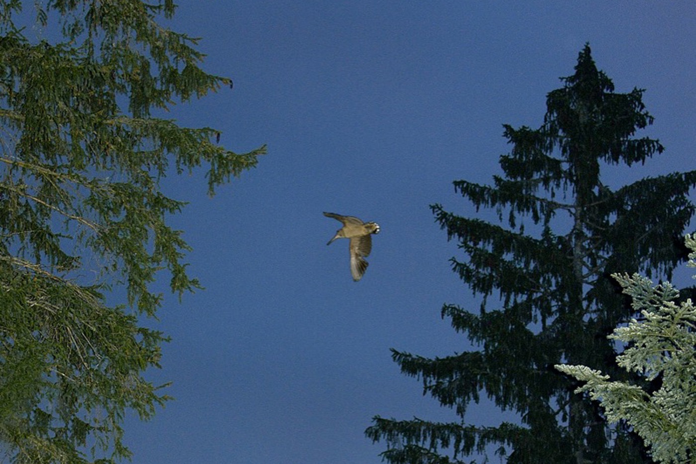 Die Balz der Waldschnepfe – der «Schnepfenstrich» – ist ein aufregendes Erlebnis. Während das Weibchen am Boden sitzt, präsentiert sich das Männchen durch Überfl¨üge und Balzrufe. © Jean-Lou Zimmermann (alle Fotos)