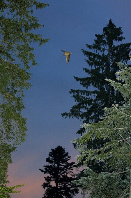 Ein Waldgeist in Gefahr