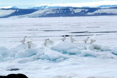 Brüten in der Polarwüste