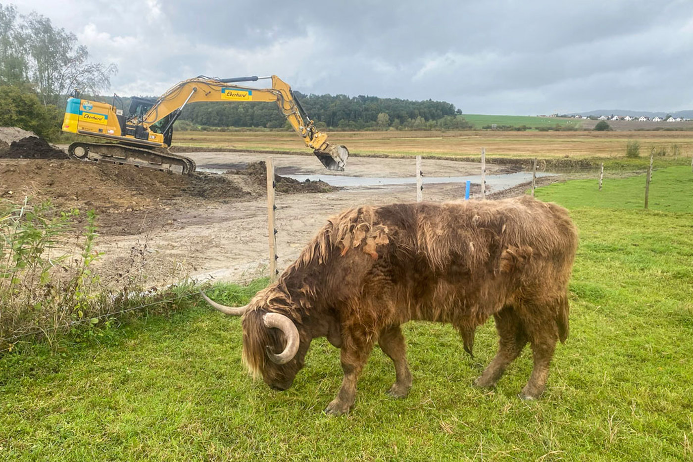 Der Grossteil der neu renaturierten Fläche (im Hintergrund) soll mit Schottischen Hochlandrindern beweidet werden. © BirdLife Schweiz