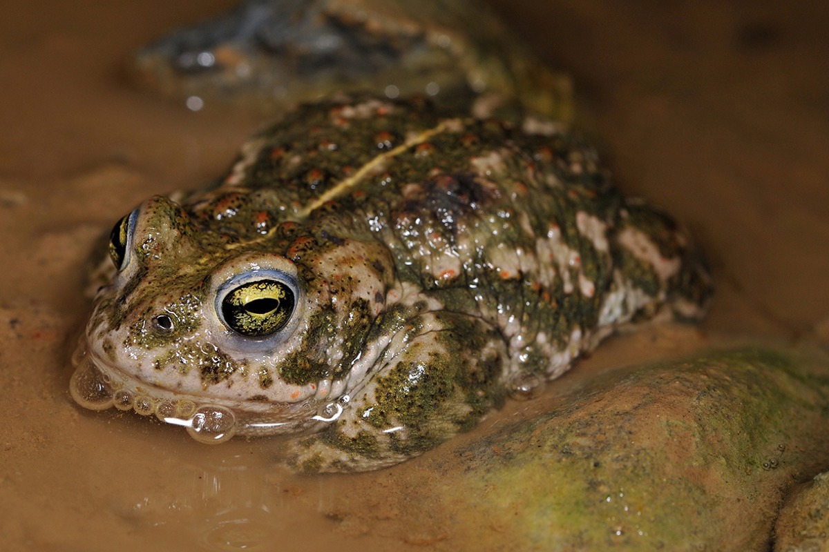 BT Epidalea Calamita CH Bern Ameyer 013