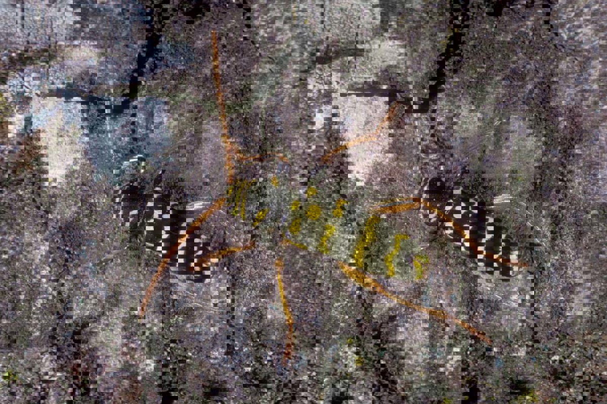 Totholz Plagionotus Arcuatus AK