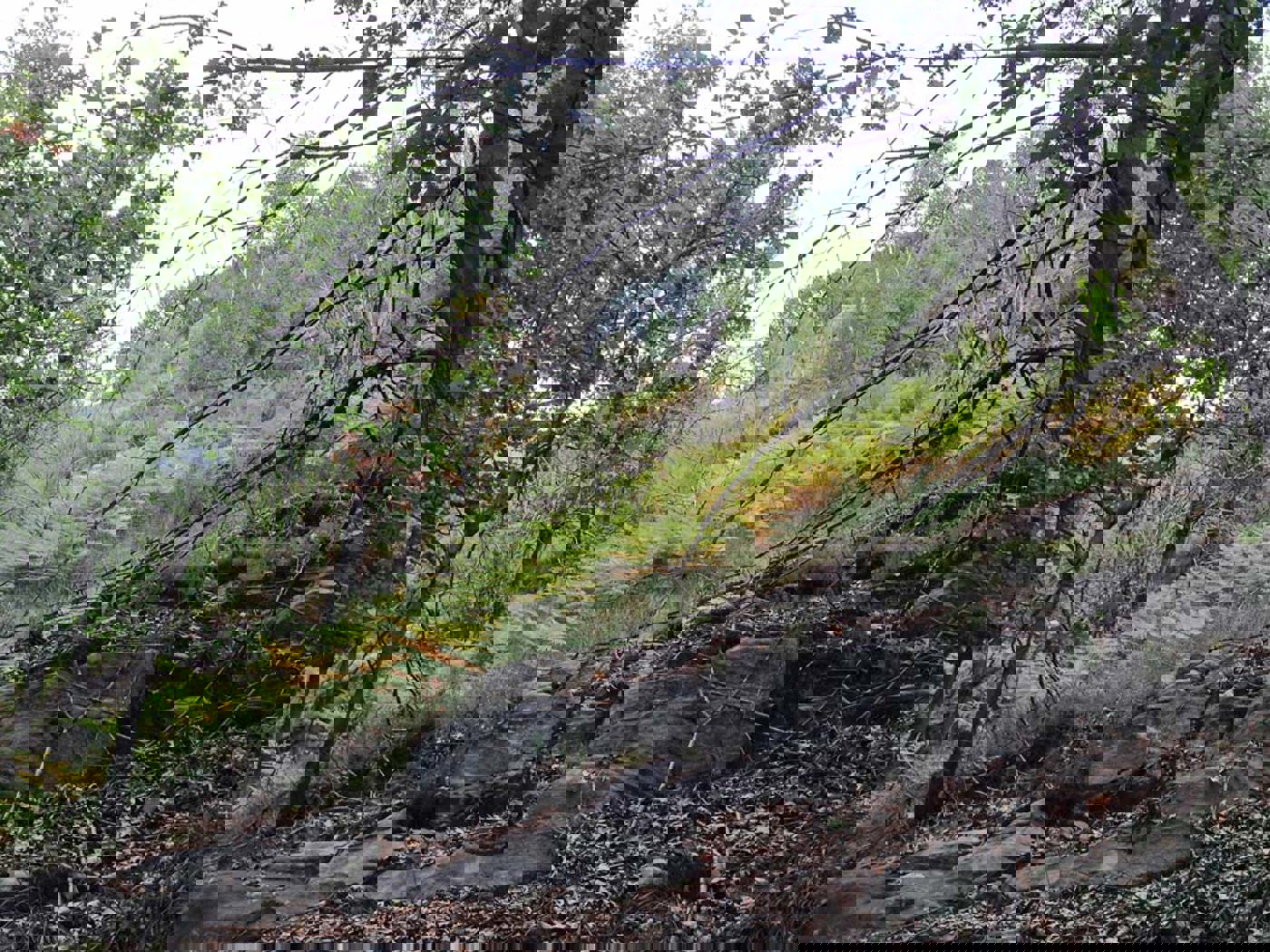 AF Waldauflichtung ZM