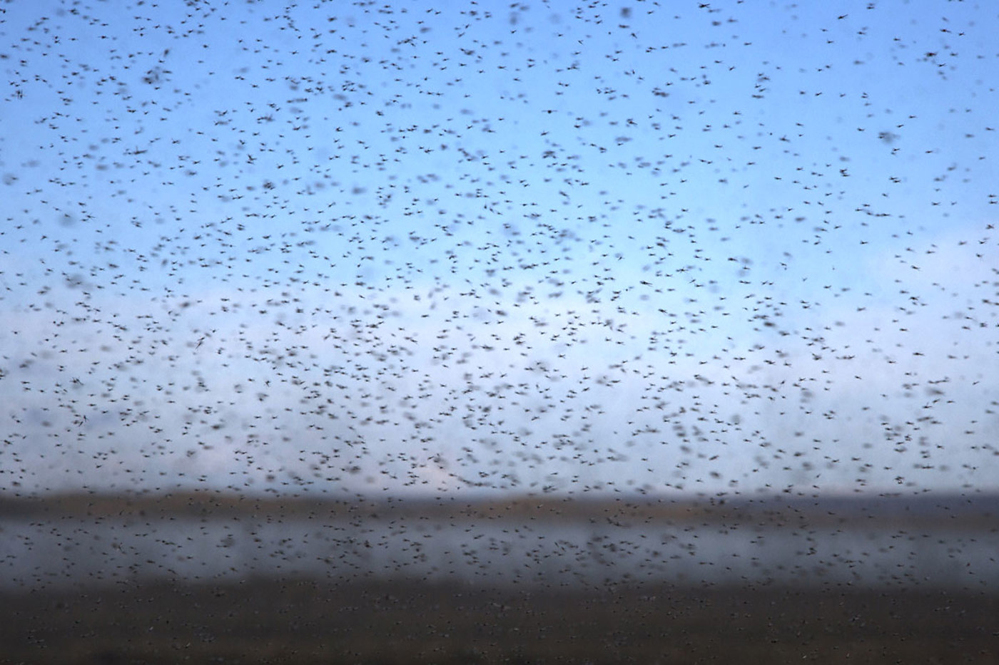 Insektenschwärme dieses Ausmasses sind selten geworden – zum Leidwesen der Vögel, die auf diese Nahrung angewiesen sind. © Bill Coster/FLPA/Minden Pictures