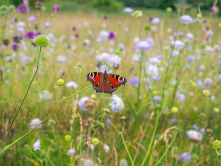 Naturschutz am Scheideweg