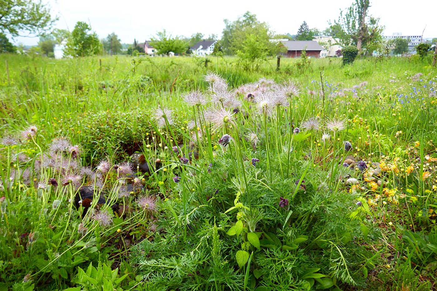Der Naturschützer Ueli Rybi denkt weit über seinen Hausumschwung hinaus: Mit zahlreichen Trittsteinen und Naturkorridoren im Siedlungsraum Pfäffikons möchte er den Pfäffikersee mit einem Naturschutz­gebiet am Rande der Stadt verbinden. 