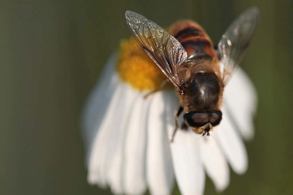 Mistbiene Elke Cent Mauritius Images 11669198