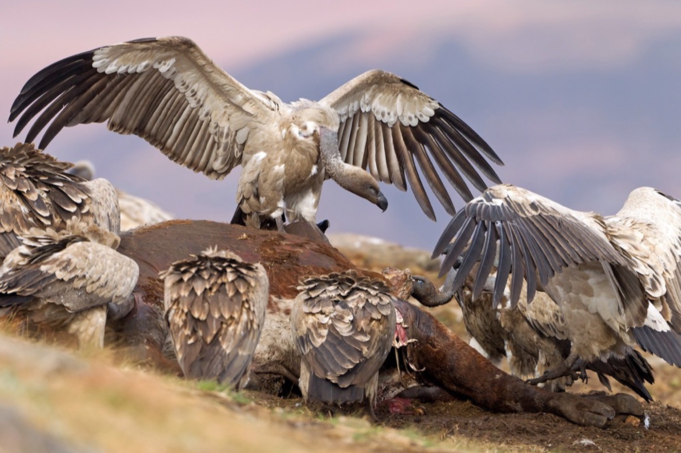 Kapgeier. © Mathias Schäf