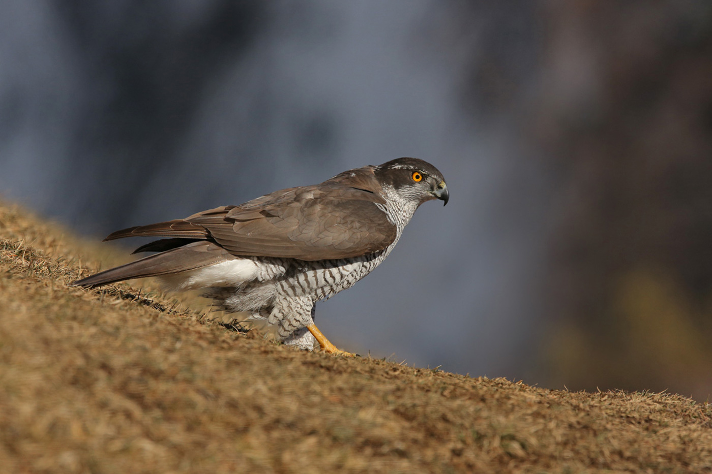 Früher als Schädling verschrien und rigoros verfolgt, brütet der Habicht heute wieder in vielen Wäldern. © Patrick Donini