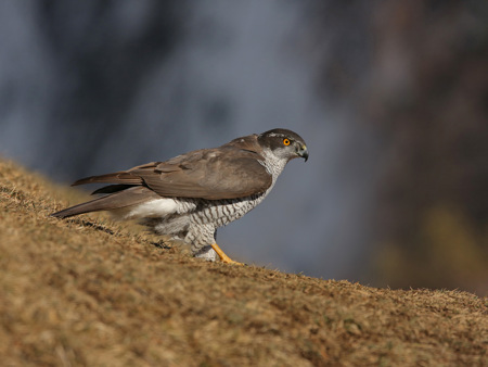 Andere Zeiten, andere Vögel