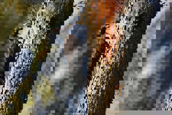 Schwarzspecht Aufhaenger Mruppen2