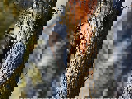 Holzbaumeister mit Schlüsselfunktion