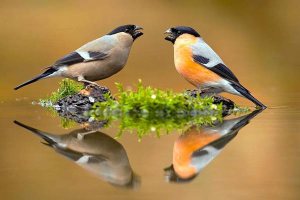 Mauritius Images 2ATX40R