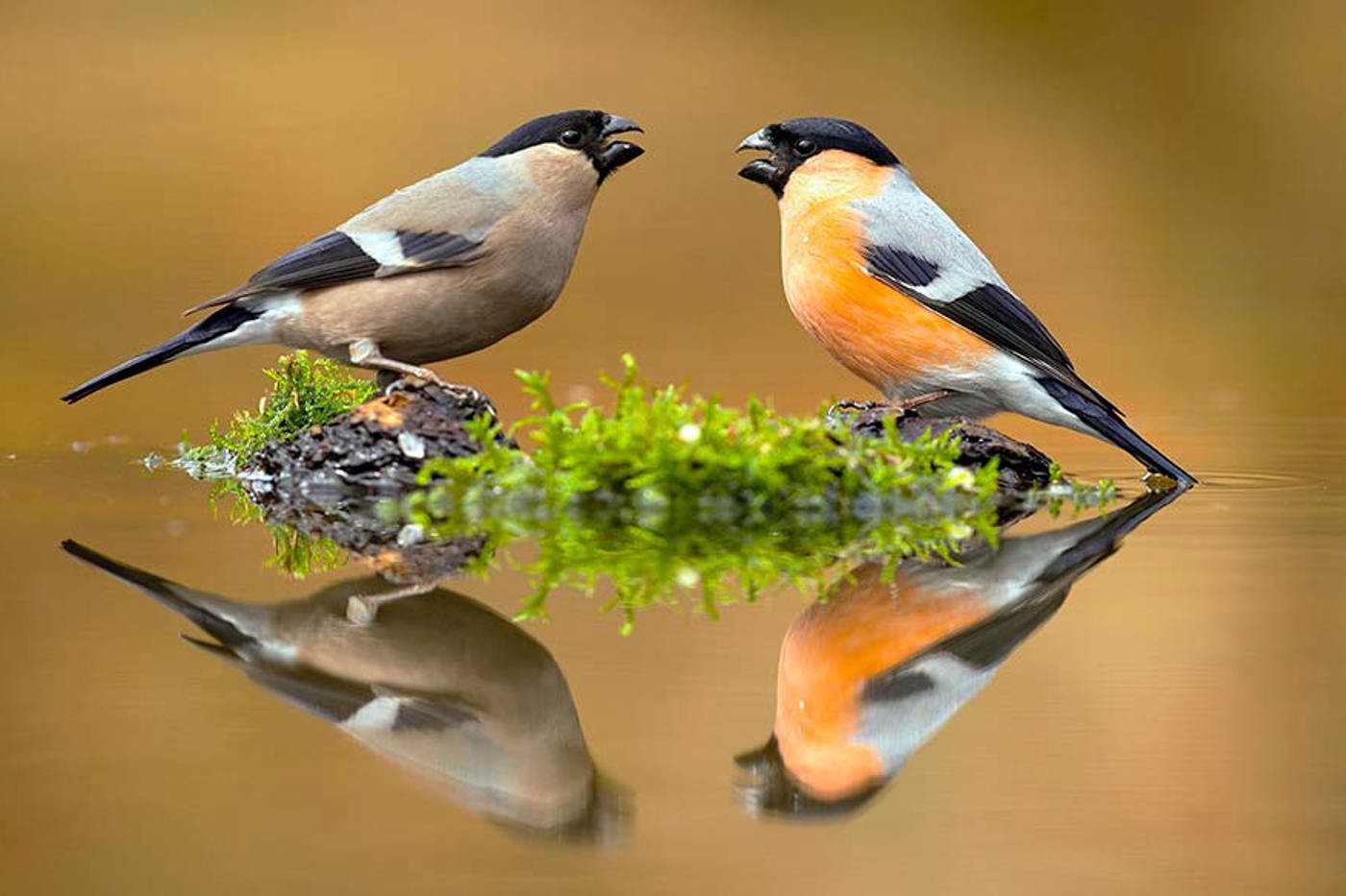 Gimpel leben das ganze Jahr über in Paaren. © mauritius images
