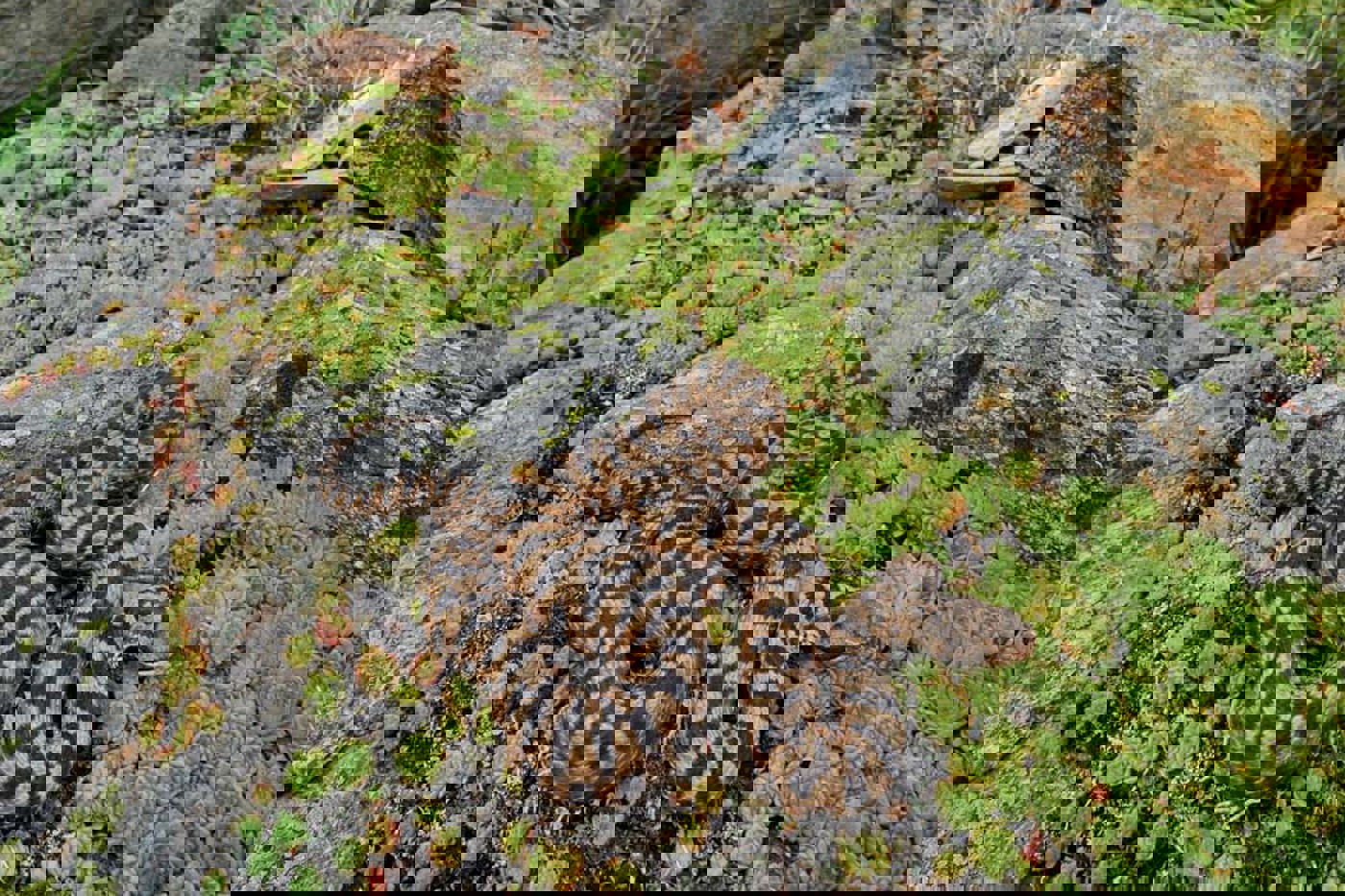 Lesesteinhaufen werden auch von anspruchsvollen Reptilienarten gerne besiedelt – wie hier von dieser Aspisviper im Tessin. © Andreas Meyer