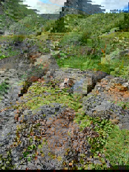 «Unordnung» im Dienst der Natur