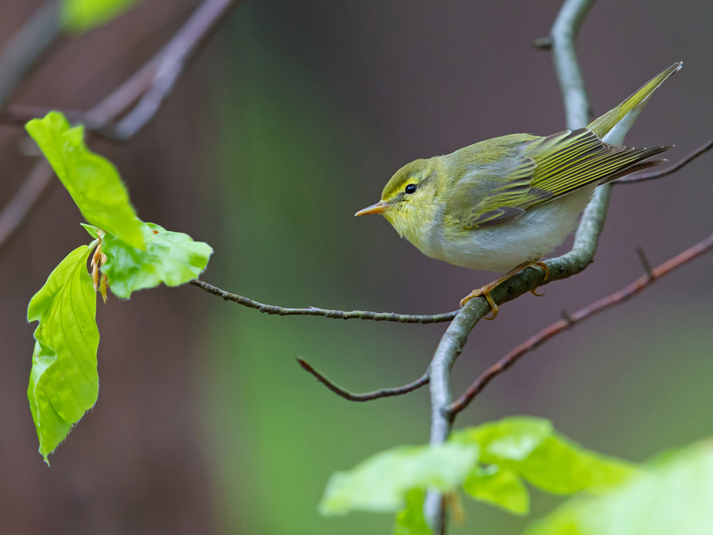VO Waldlaubsaenger Schaef